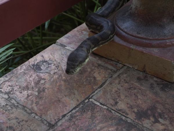 Aussie Snake Wranglers - Hide and Seek