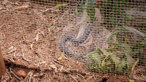 Aussie Snake Wranglers - Duck on the Menu