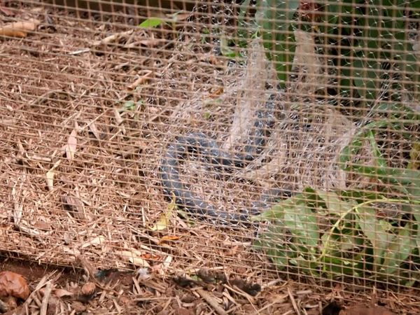 Aussie Snake Wranglers - Duck on the Menu