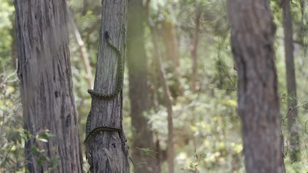 Aussie Snake Wranglers - Tangled