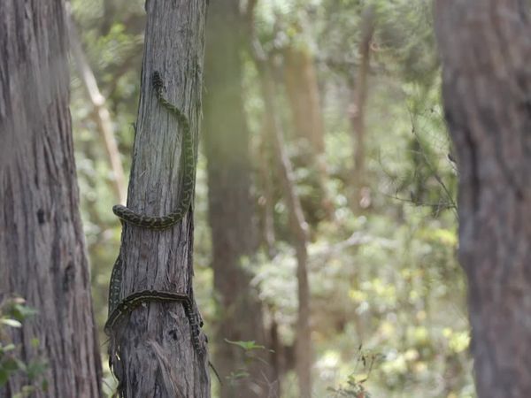 Aussie Snake Wranglers - Tangled