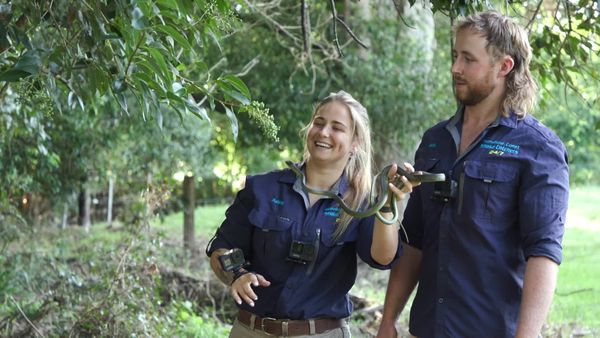 Aussie Snake Wranglers - Snake in a Van