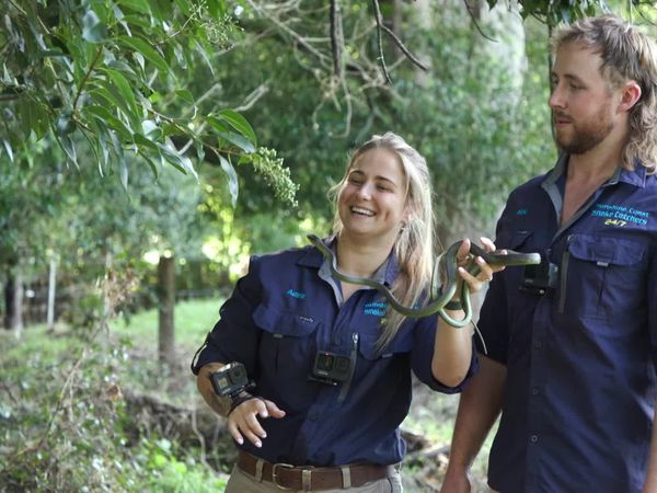 Aussie Snake Wranglers - Snake in a Van