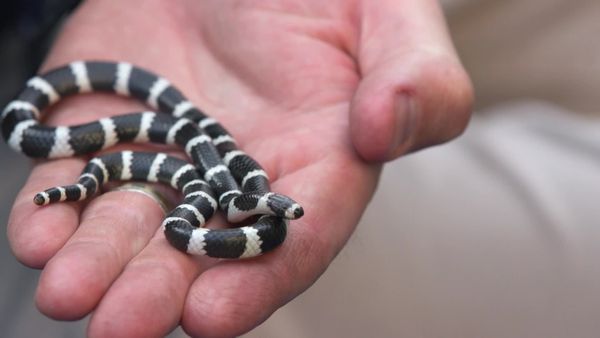 Aussie Snake Wranglers - Hear no Evil