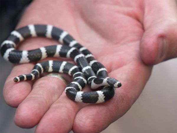 Aussie Snake Wranglers - Hear no Evil