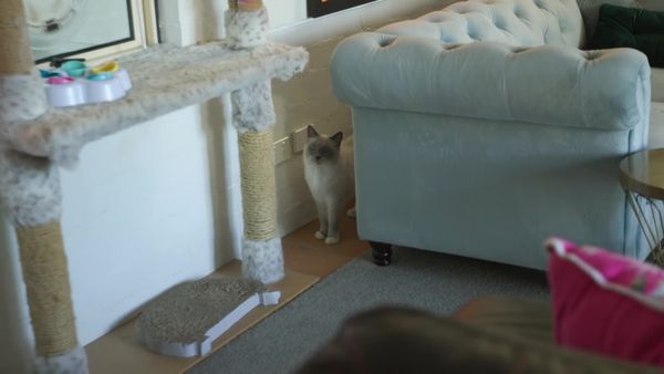 Aussie Snake Wranglers - Python vs Pet Cats
