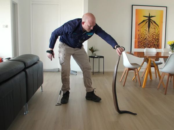 Aussie Snake Wranglers - A Girl's Best Friend