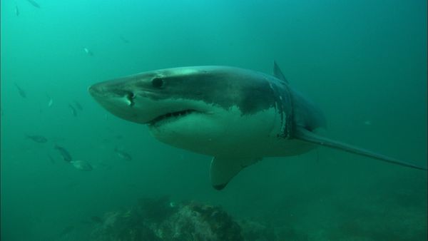 The Blue Realm - Shark Business