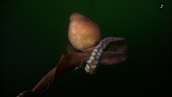 The Blue Realm - Tentacles