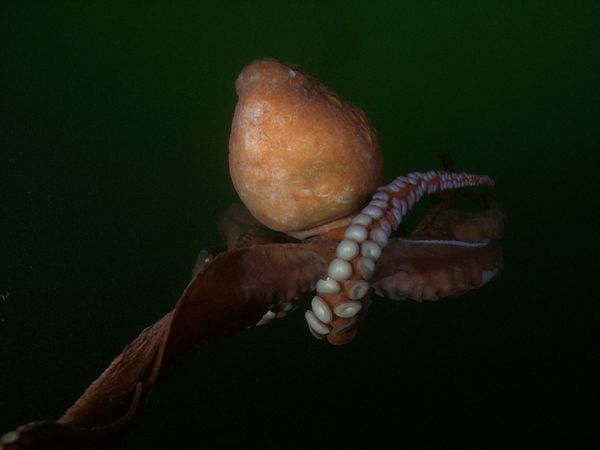 The Blue Realm - Tentacles