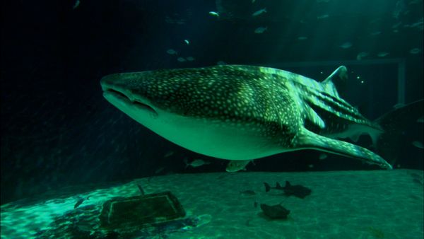 The Blue Realm - Whale Sharks: Gentle Giants
