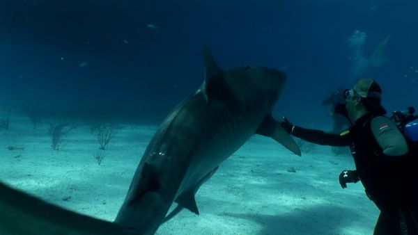 The Blue Realm - Shark Divers