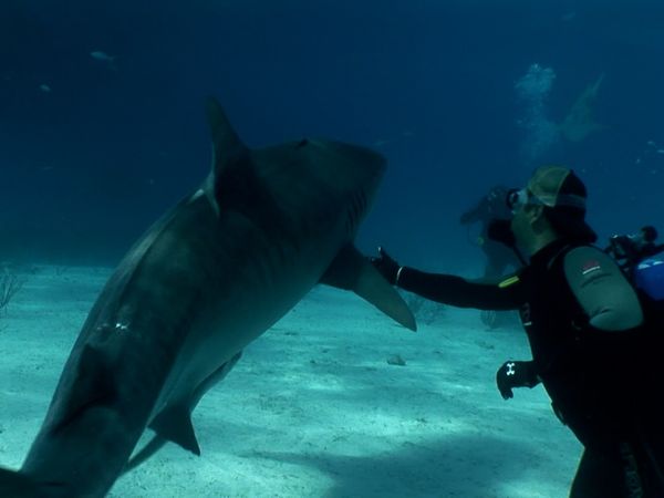 The Blue Realm - Shark Divers