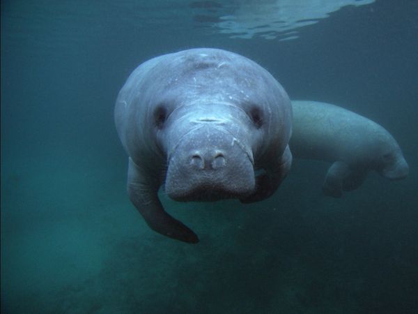The Blue Realm - Manatees and Dugongs