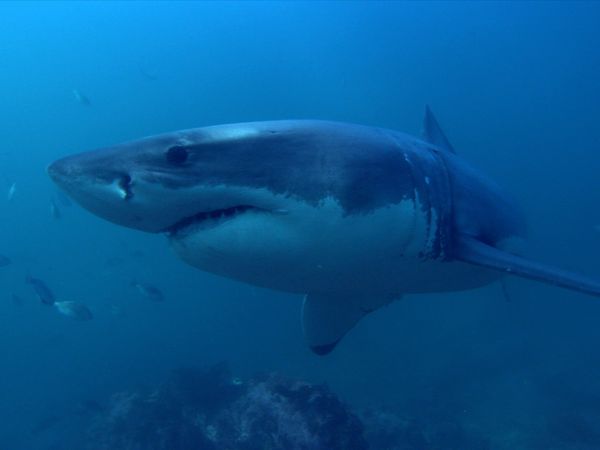The Blue Realm - Deep White