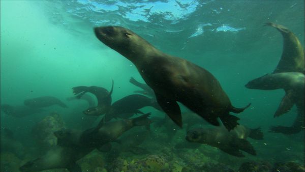 The Blue Realm - Lions of the Deep
