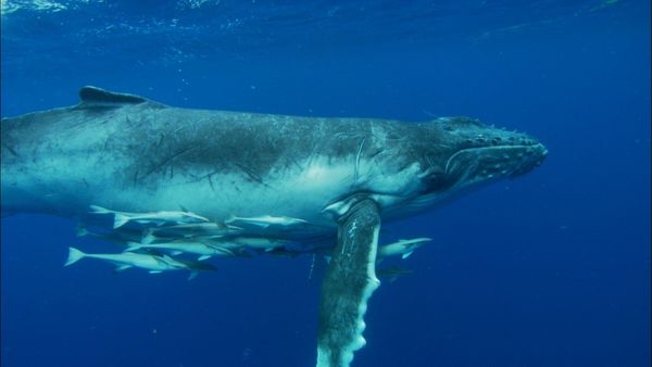 The Blue Realm - Humpbacks: From Tonga to Antarctica