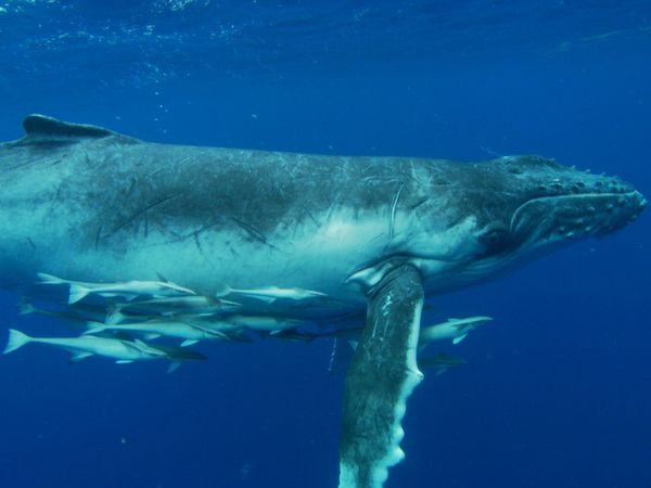 The Blue Realm - Humpbacks: From Tonga to Antarctica
