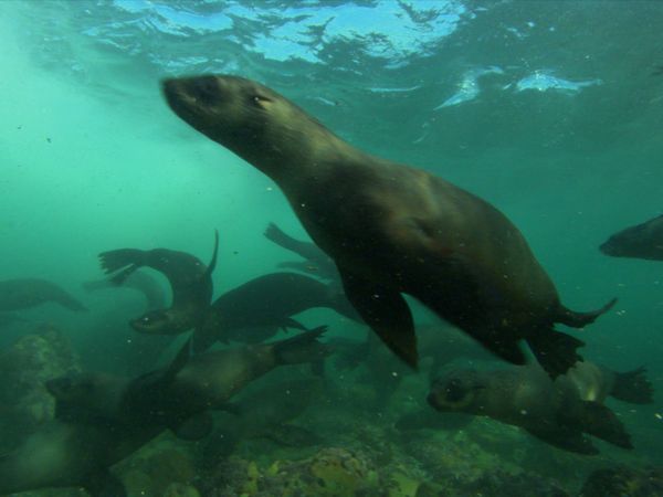 The Blue Realm - Lions of the Deep