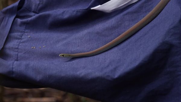 Aussie Snake Wranglers - Rumble with the Jungle