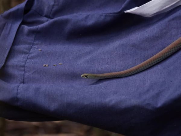 Aussie Snake Wranglers - Rumble with the Jungle