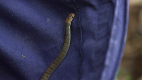 Aussie Snake Wranglers - Love is in the Air