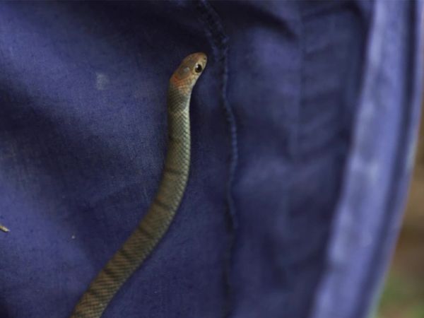 Aussie Snake Wranglers - Love is in the Air
