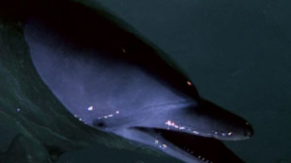 Flipper: The New Adventures - Helping Hands