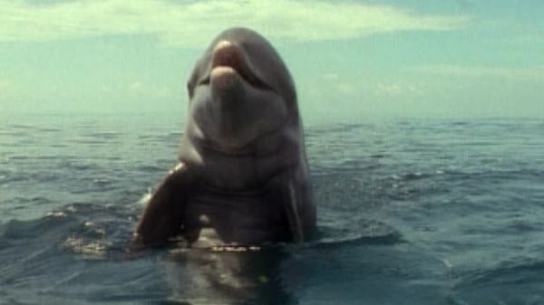 Flipper: The New Adventures - Thanksgiving