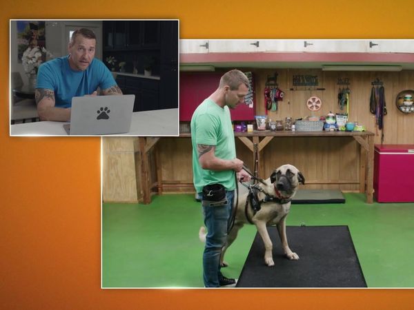 Lucky Dog Reunions - Atticus Reunion