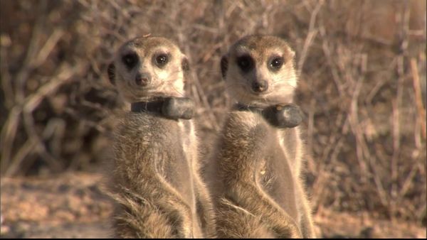 Meerkat Manor: The Next Generation - To Have and to Have Not