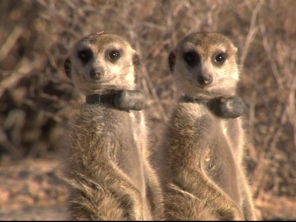 Meerkat Manor: The Next Generation - To Have and to Have Not