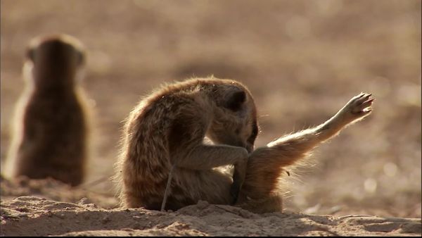 Meerkat Manor: The Next Generation - All Manor of Love