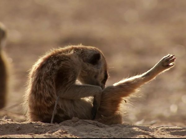 Meerkat Manor: The Next Generation - All Manor of Love