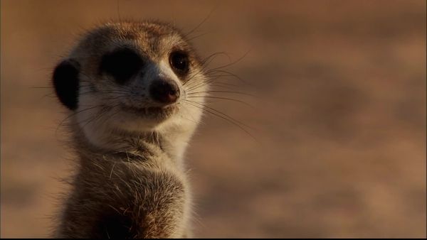 Meerkat Manor: The Next Generation - Rising Star