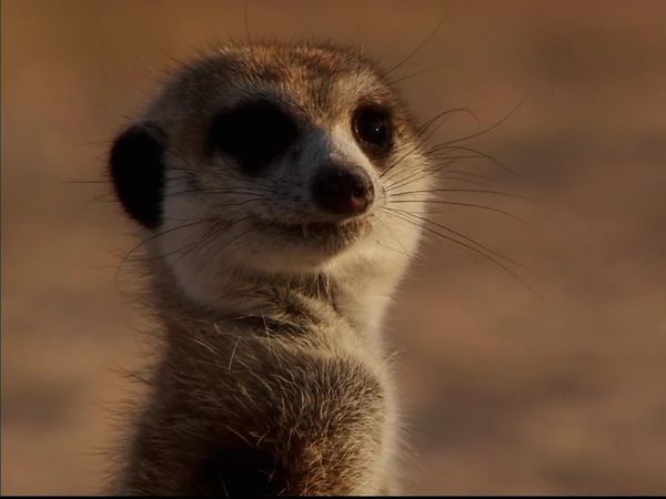 Meerkat Manor: The Next Generation - Rising Star