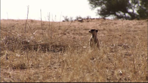 Meerkat Manor: The Next Generation - The Family Way