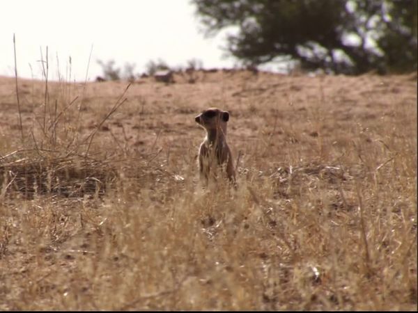 Meerkat Manor: The Next Generation - The Family Way