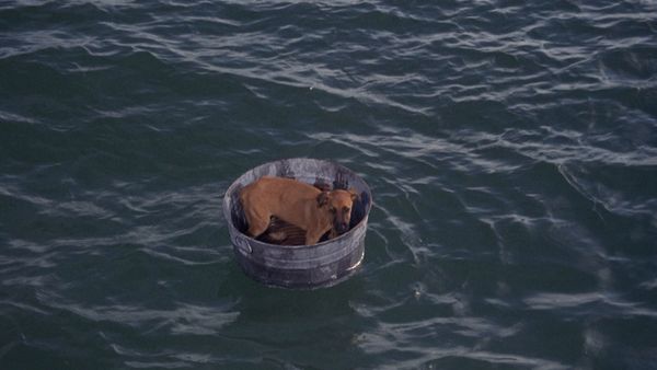 Flipper - Der kleine Hund