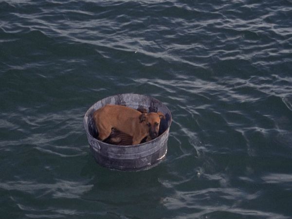 Flipper - Der kleine Hund