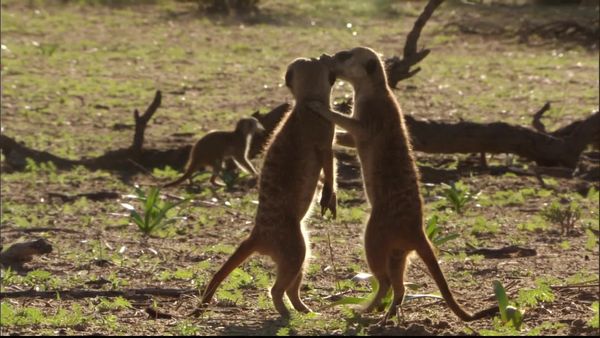 Meerkat Manor: The Next Generation - Great Expectations