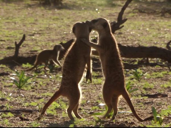 Meerkat Manor: The Next Generation - Great Expectations
