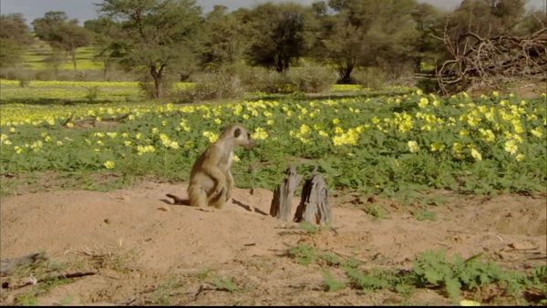 Meerkat Manor: The Next Generation - The Bodyguard