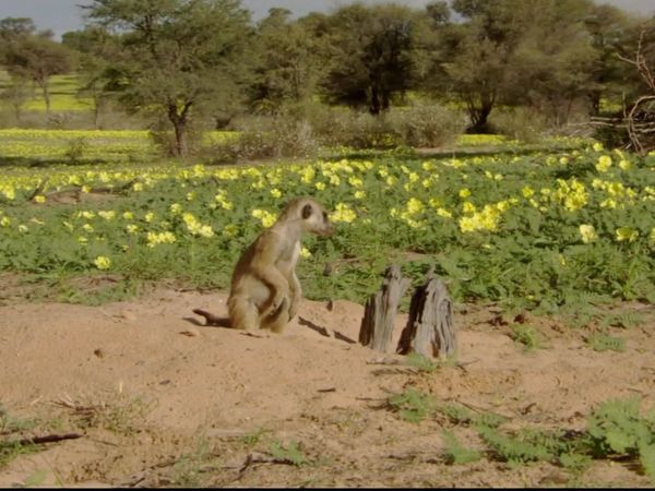 Meerkat Manor: The Next Generation - The Bodyguard
