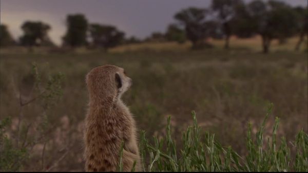 Meerkat Manor: The Next Generation - Divided We Fall