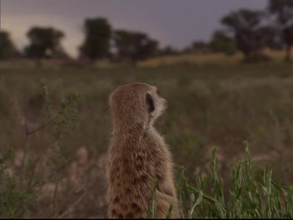 Meerkat Manor: The Next Generation - Divided We Fall