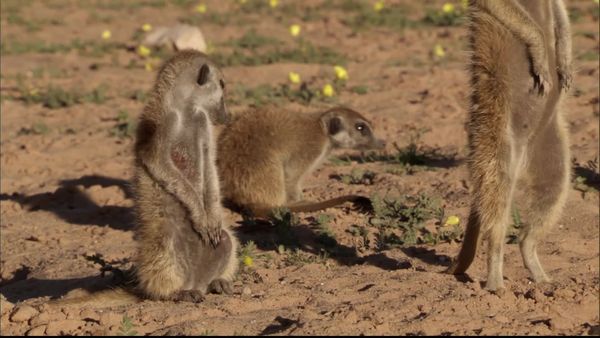 Meerkat Manor: The Next Generation - To The Manor Born