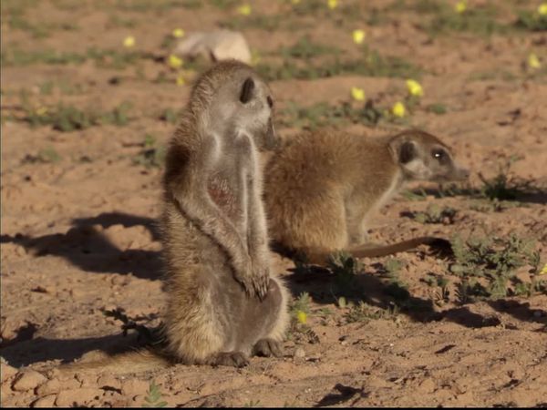 Meerkat Manor: The Next Generation - To The Manor Born