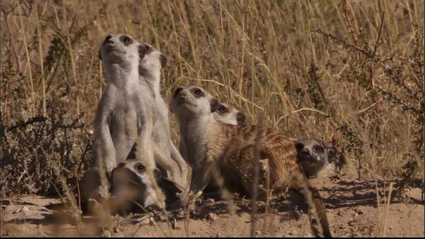 Meerkat Manor: The Next Generation - The Birds