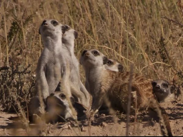 Meerkat Manor: The Next Generation - The Birds